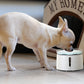 Pawever Pets 2L/21.6cm Triple Filter Water Fountain - White