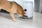 Kogan SmarterHome™ Smart Wi-Fi Pet Feeder with HD Camera